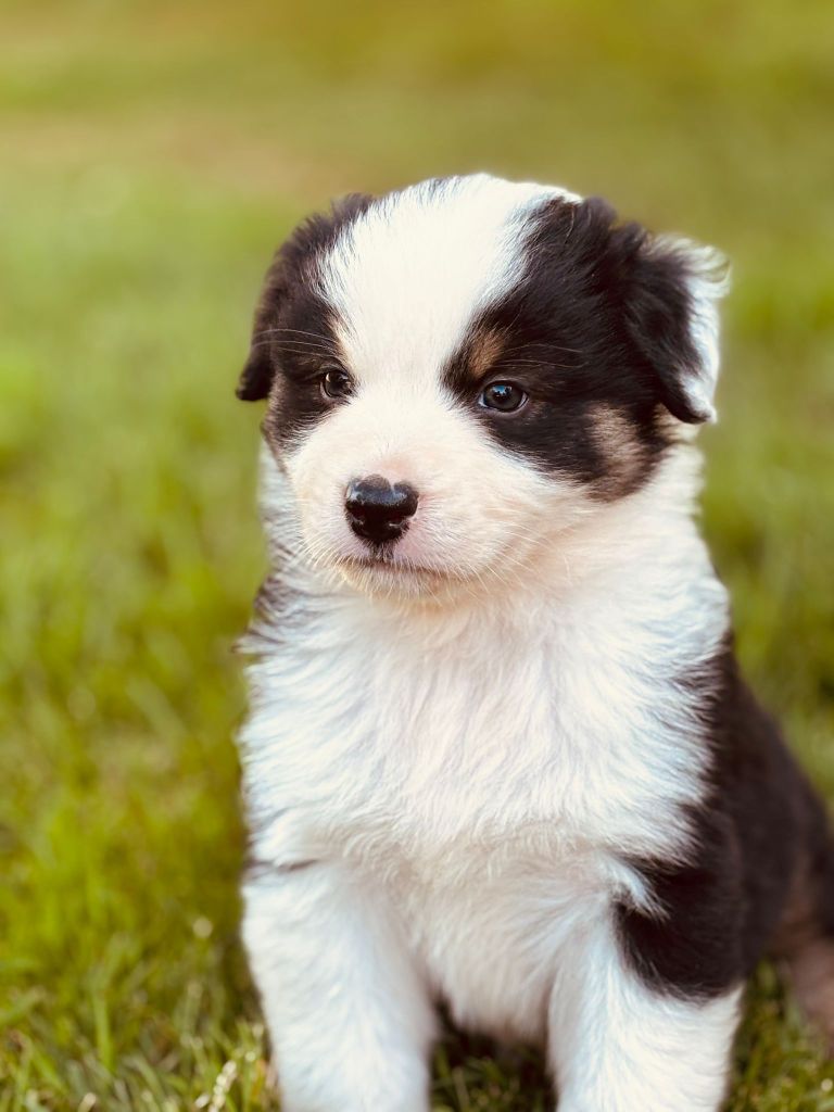 O'tantic Du Ménage - Chiots disponibles - Berger Australien