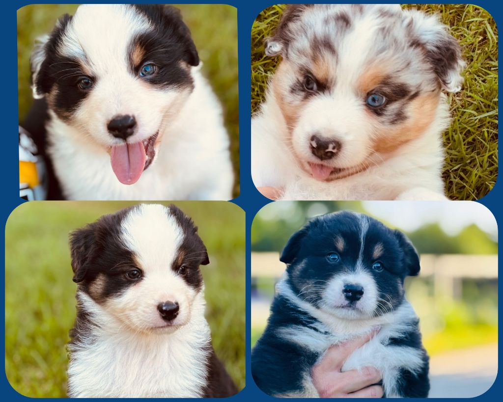 Chiot Berger Australien O'tantic Du Ménage