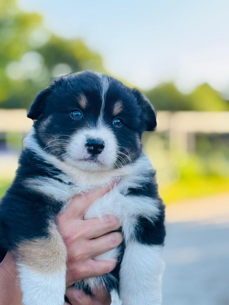 O'tantic Du Ménage - Chiots disponibles - Berger Australien