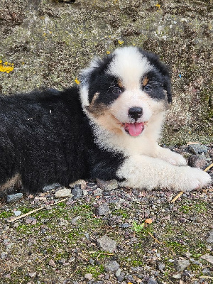 CHIOT 3