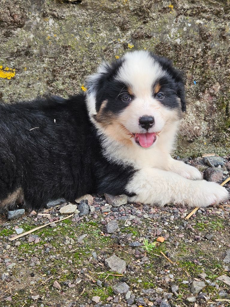 O'tantic Du Ménage - Chiots disponibles - Berger Australien